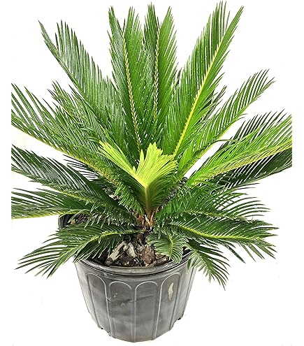 Amazon.com : Sago Palm Seeds for Planting - Great Indoor Plant (2